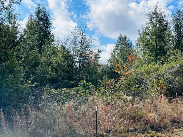 a view of a forest with trees