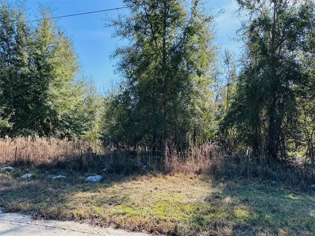 a view of a yard with plants and trees