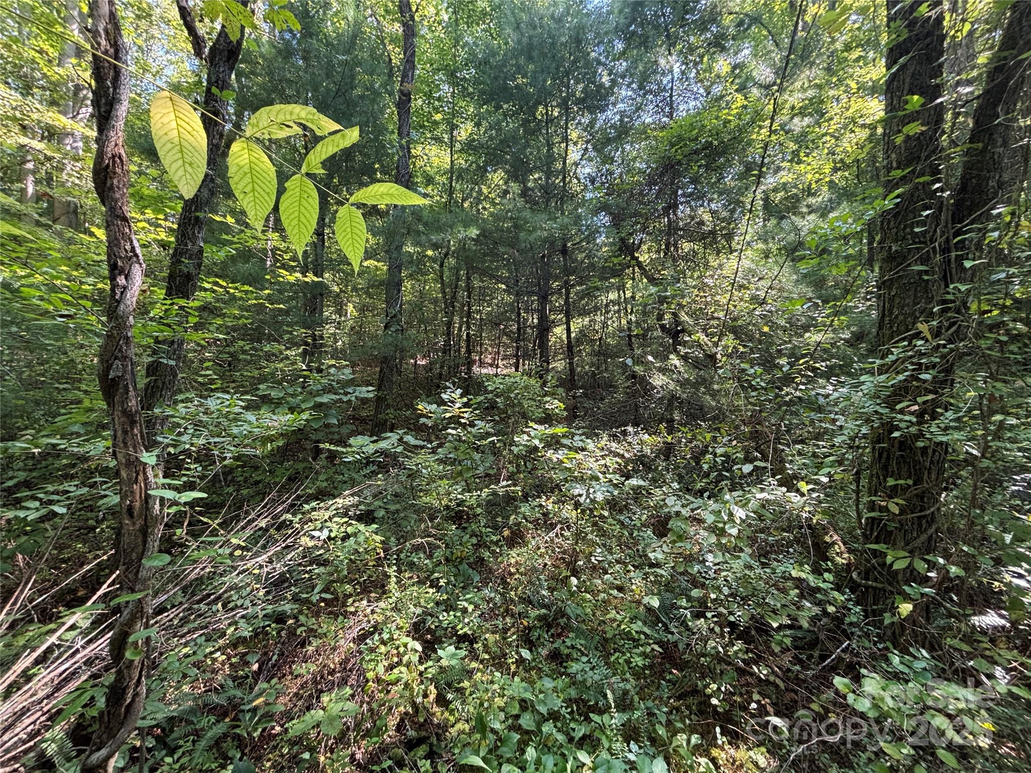 Tbd Old Yellow Branch Road Robbinsville, NC 28771 - Photo 4 of 20 Gallery Image 4