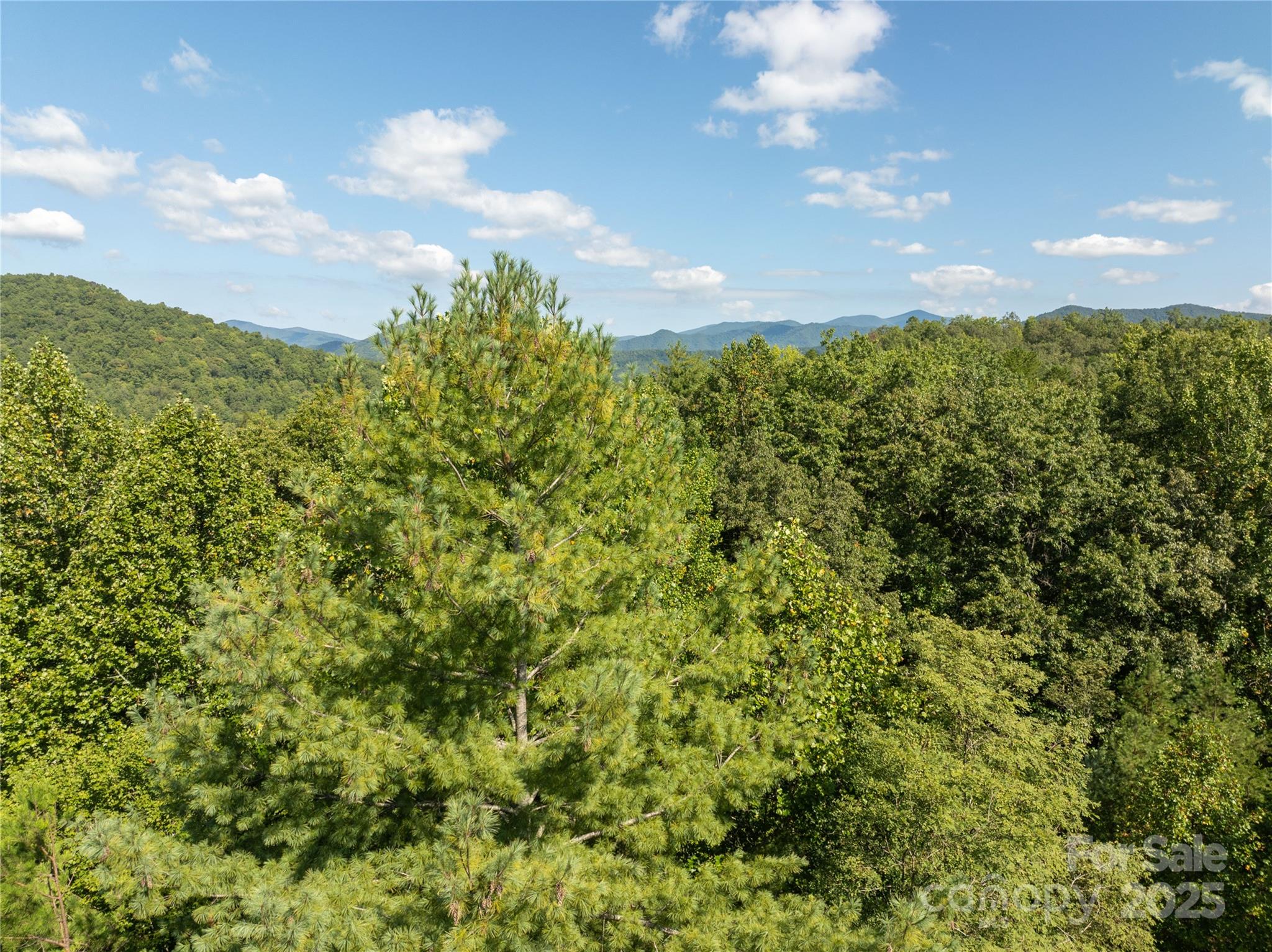 Tbd Old Yellow Branch Road Robbinsville, NC 28771 - Photo 5 of 20 Gallery Image 5