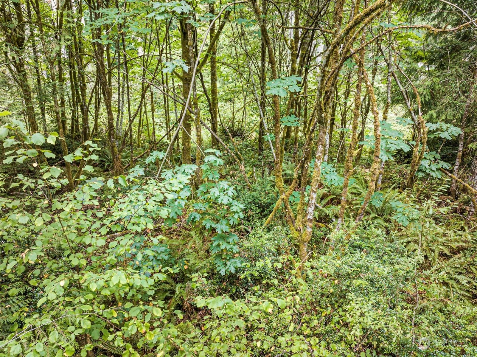 a view of a yard with a tree