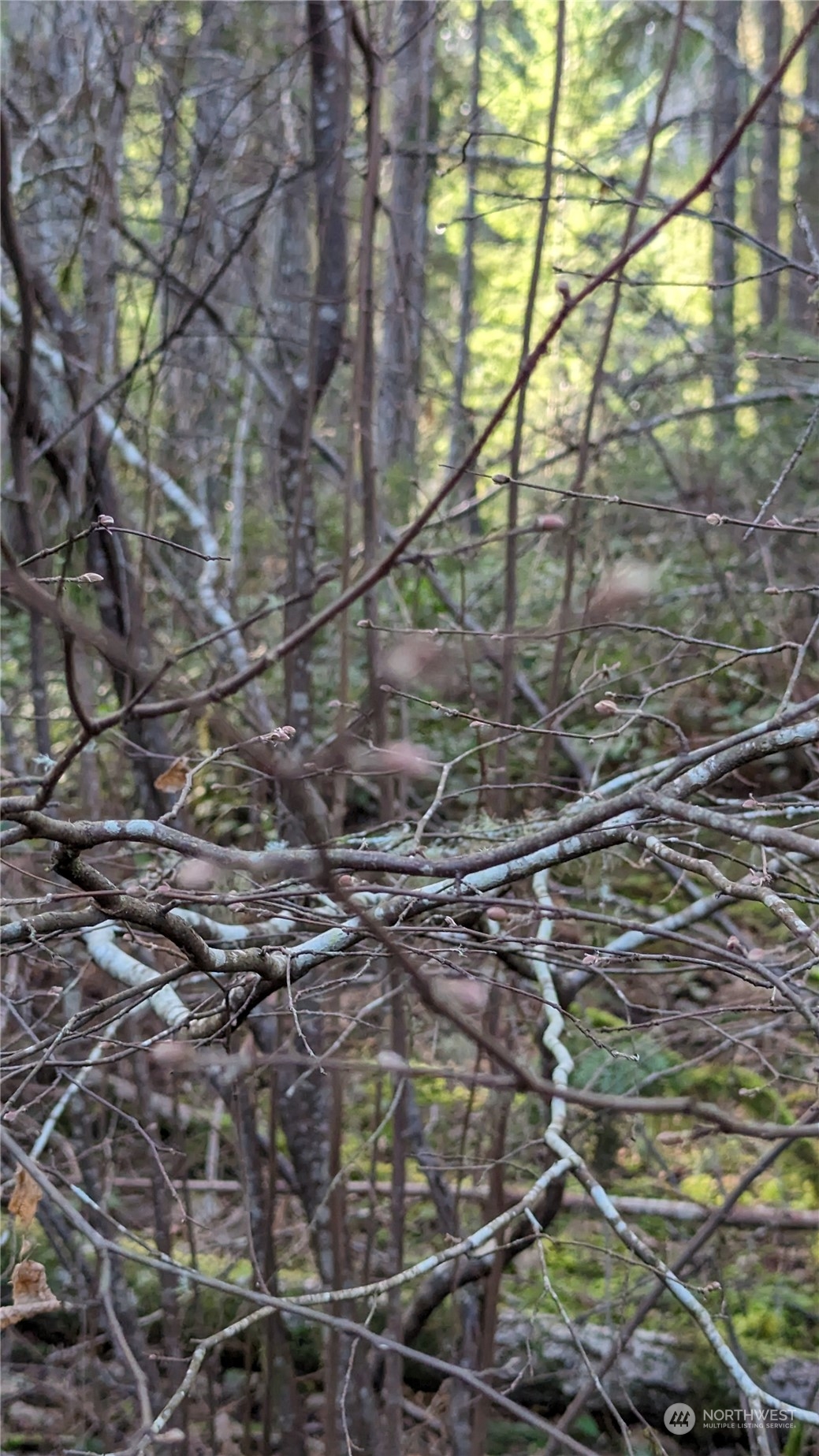 0 Lackey Road Northwest Vaughn, WA 98394 - Photo 13 of 24