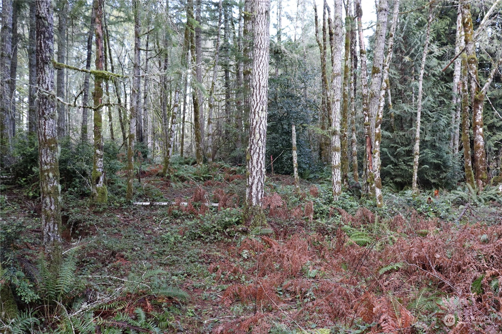 0 Lackey Road Northwest Vaughn, WA 98394 - Photo 7 of 24