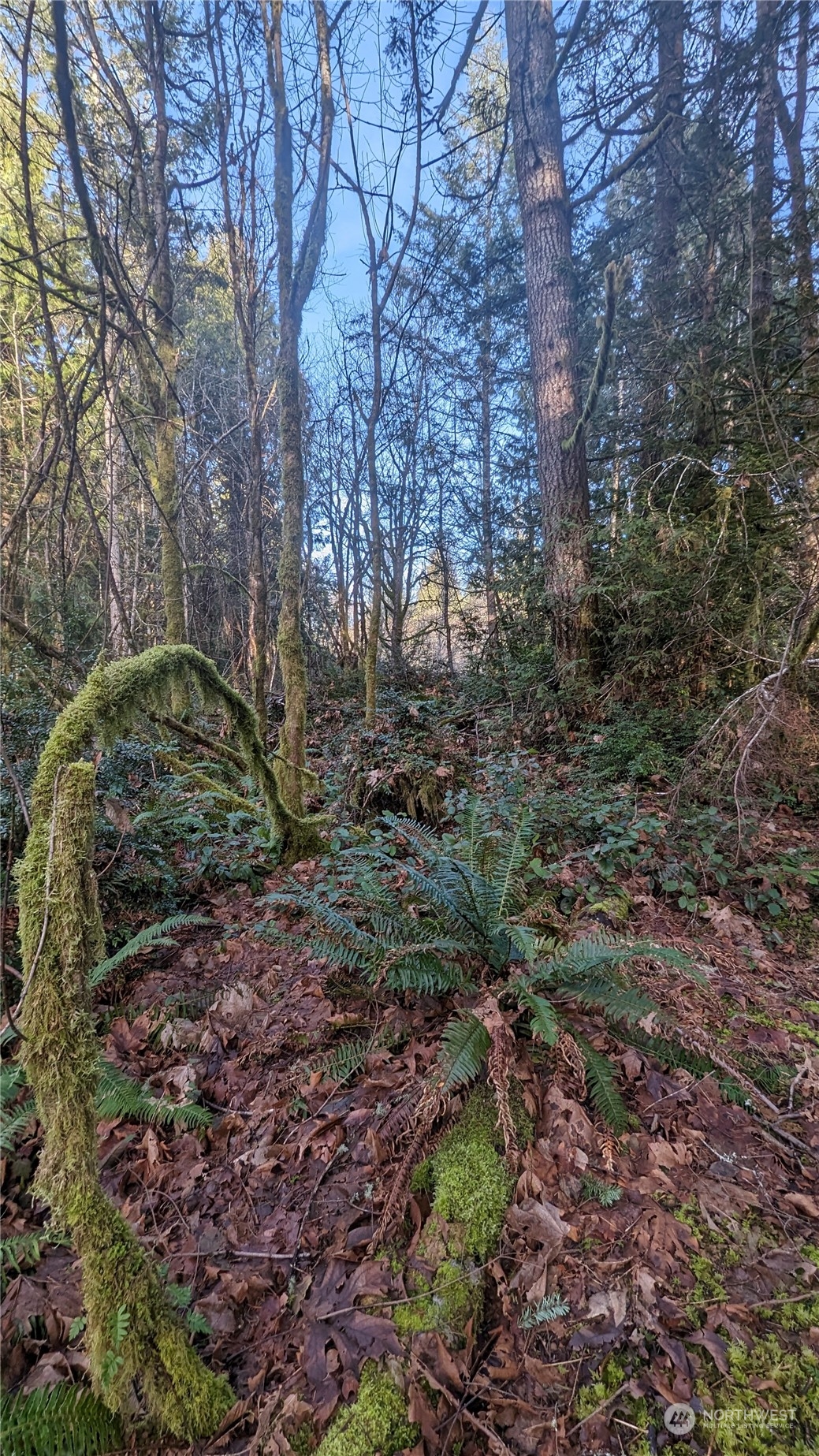 0 Lackey Road Northwest Vaughn, WA 98394 - Photo 8 of 24