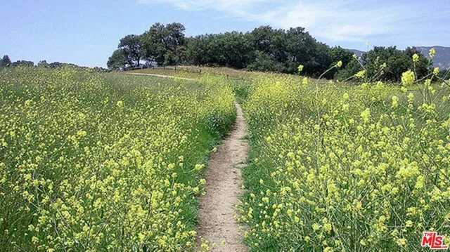 a view of a garden with a pathway