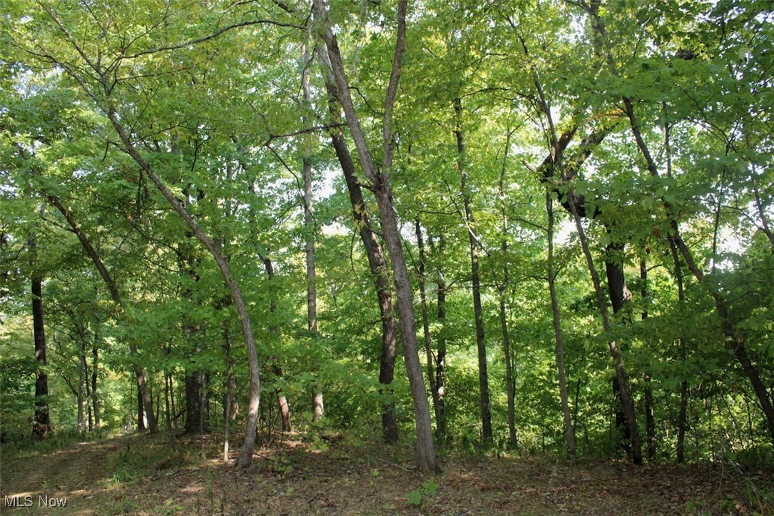 Leffler Road Roseville, OH 43777 - Photo 12 of 49 View of nature