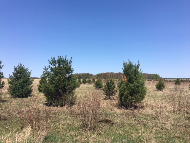 3-acres Wuertzburg Road Athens, WI 54411 - Photo 1 of 1