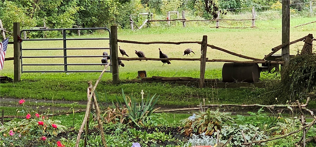 461 Lawrence Road Clarkson, NY 14420 - Photo 39 of 47