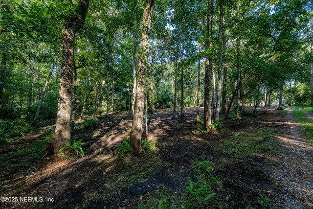 a view of a forest with trees