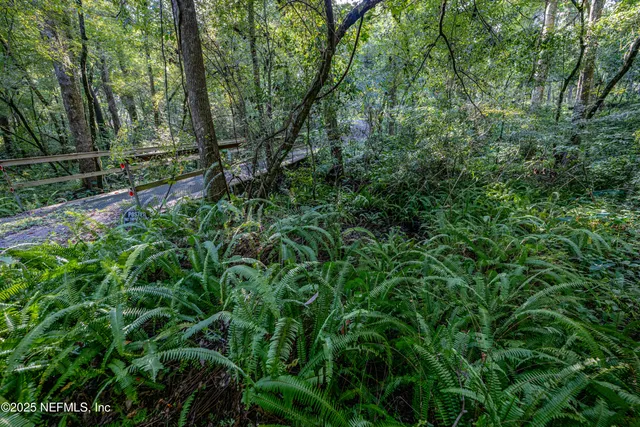 a view of a lush green forest with large trees