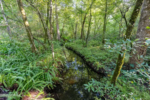 a view of a lush green forest