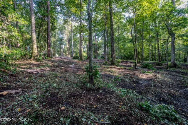 a view of a forest with trees in the background