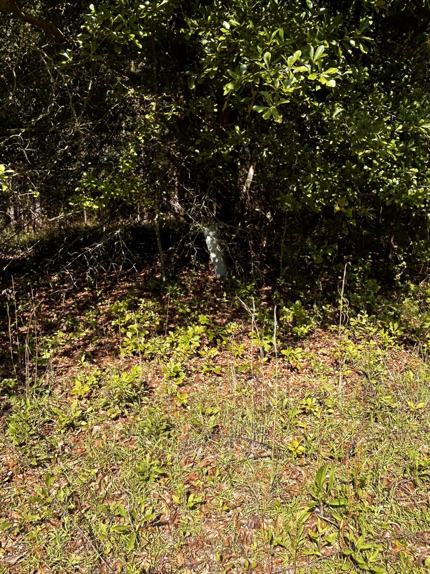 80 Ga-80 Wrens, GA 30833 - Photo 3 of 9 IMG_2318