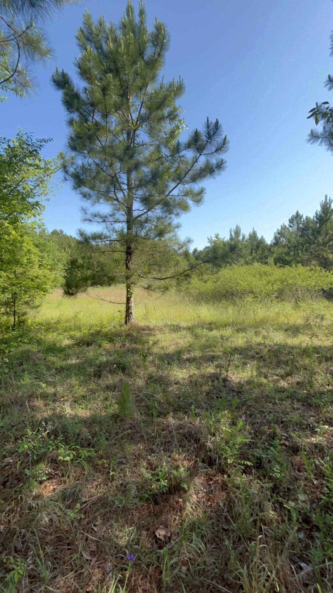 80 Ga-80 Wrens, GA 30833 - Photo 7 of 9 IMG_2258