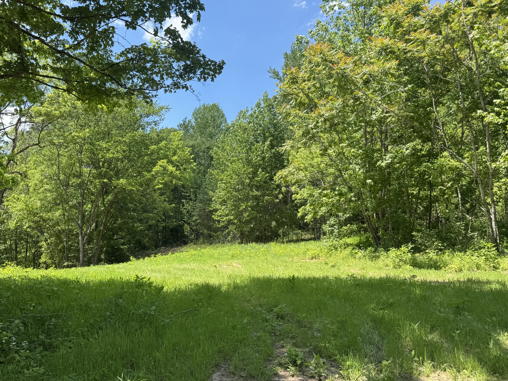 0 Cub Creek Road Indian Mound, TN 37079 - Photo 4 of 15