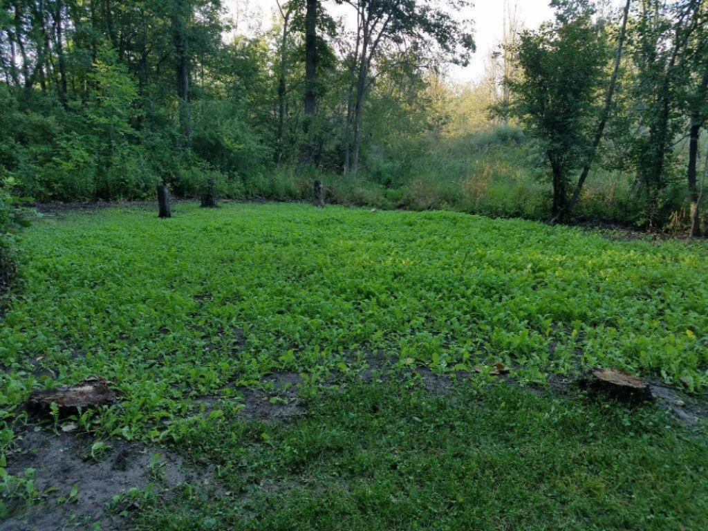 16501 Peacock Road Haslett, MI 48840 - Photo 8 of 19 Food plot (1)