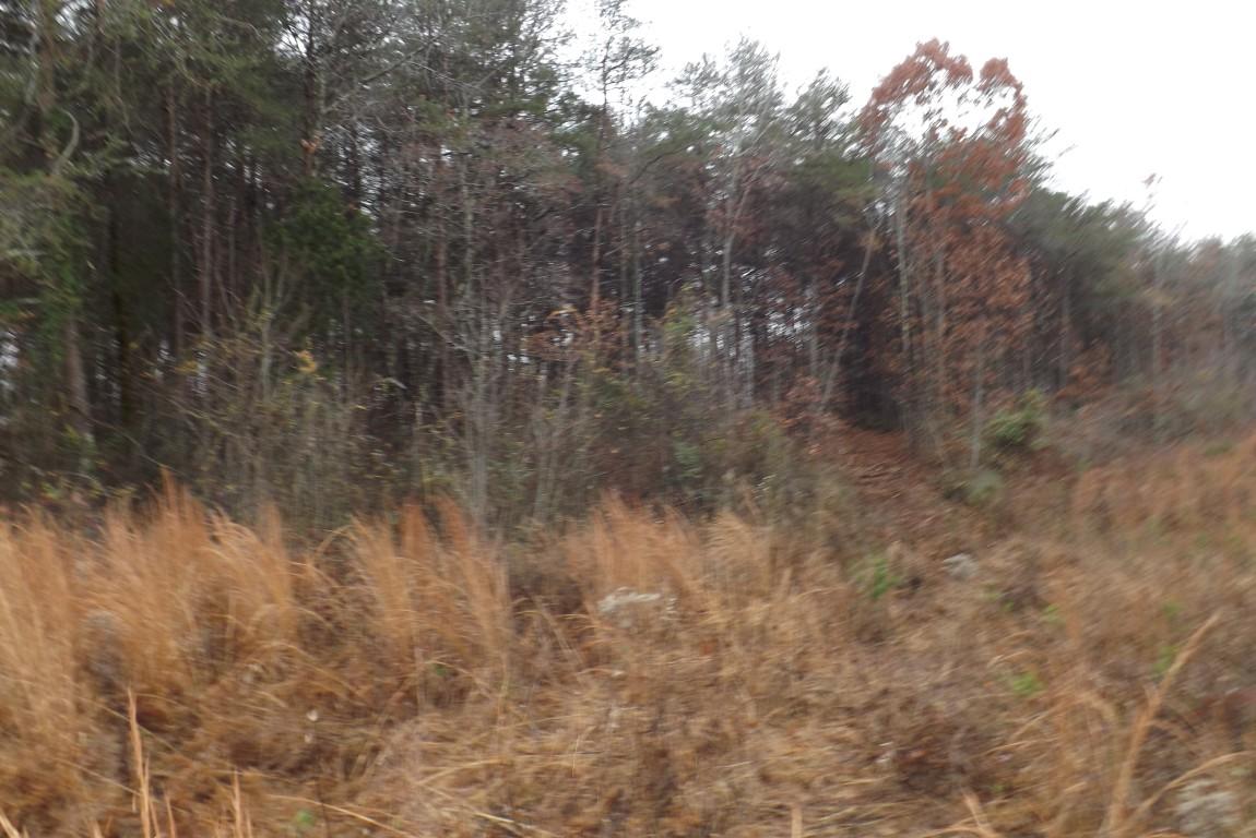 10.3-acres John Ross Road Spring City, TN 37381 - Photo 3 of 14 John Ross 10