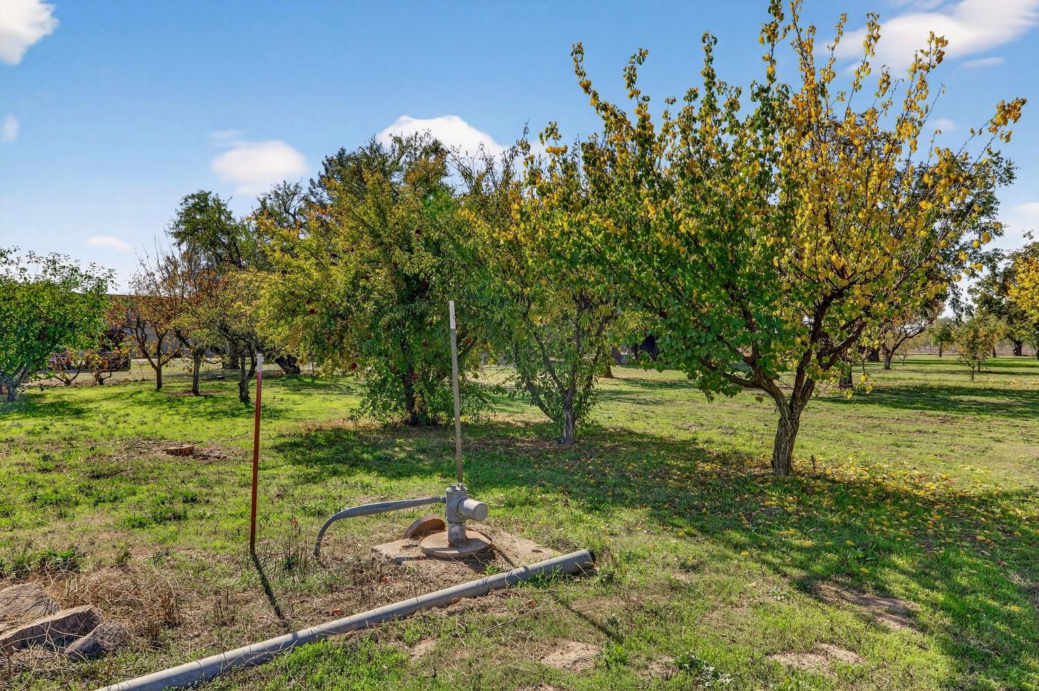 8617 South Butte Road Sutter, CA 95982 - Photo 54 of 64 a view of a tree in a yard