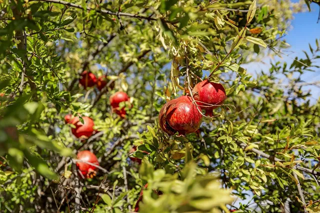 $1,490,000 | 8617 South Butte Road, Sutter, CA 95982