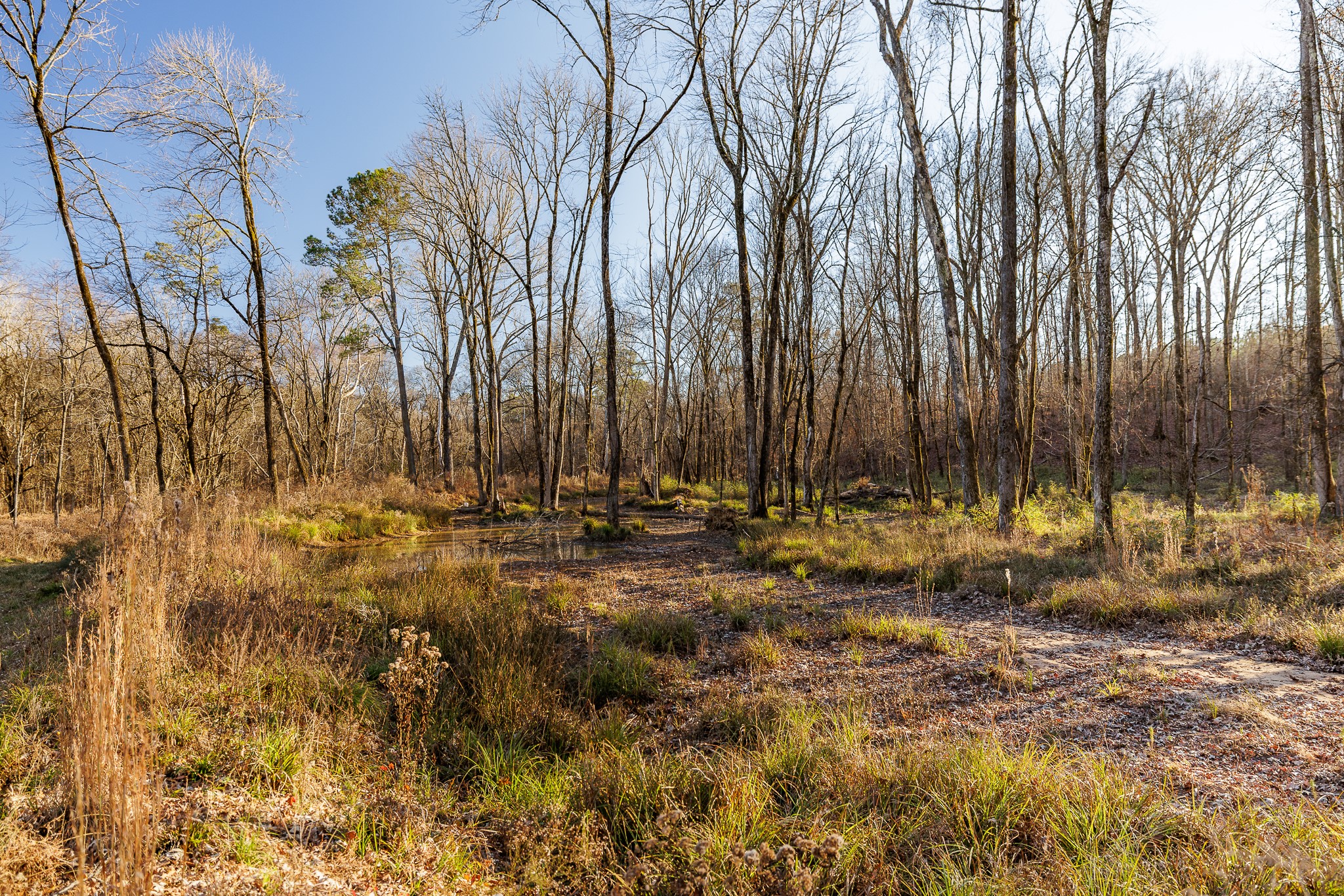 8548 Elberton Road Tignall, GA 30668 - Photo 22 of 50 a view of outdoor space with green space