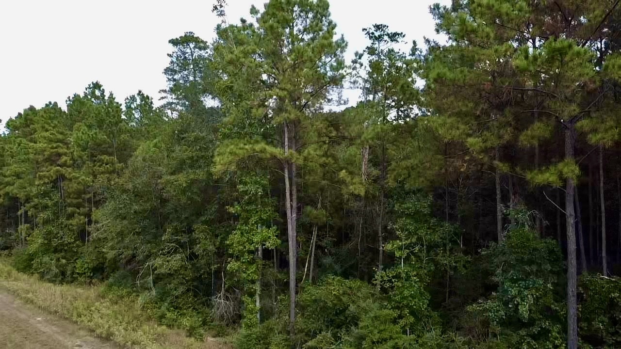 11-29-30 Grey Feather Road Huntsville, TX 77340 - Photo 7 of 12 a view of forest