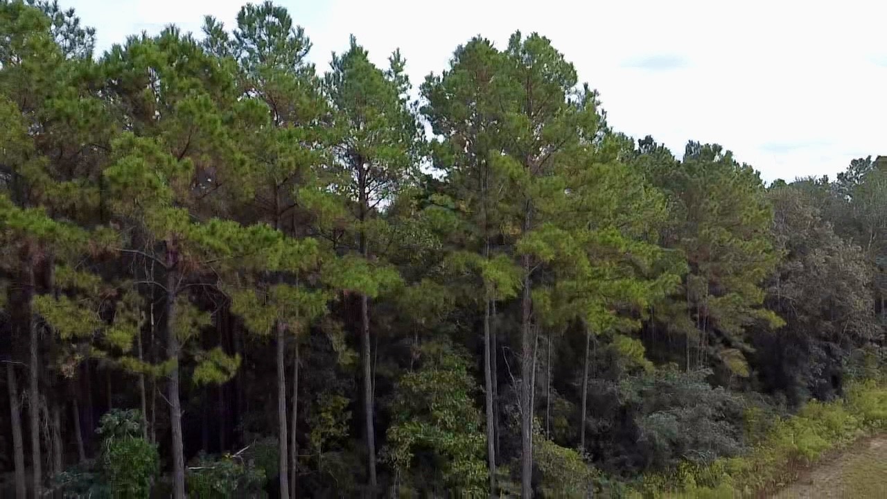 11-29-30 Grey Feather Road Huntsville, TX 77340 - Photo 8 of 12 a view of a house with a tree