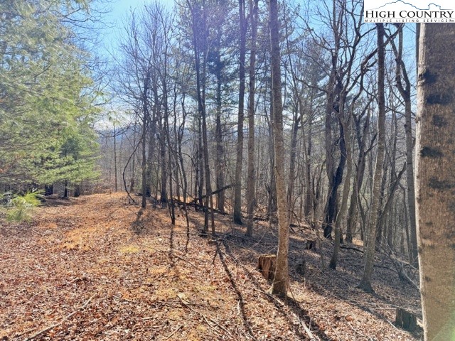 13.518 Landmark Church Road Lansing, NC 28643 - Photo 23 of 31 a view of a yard with large trees