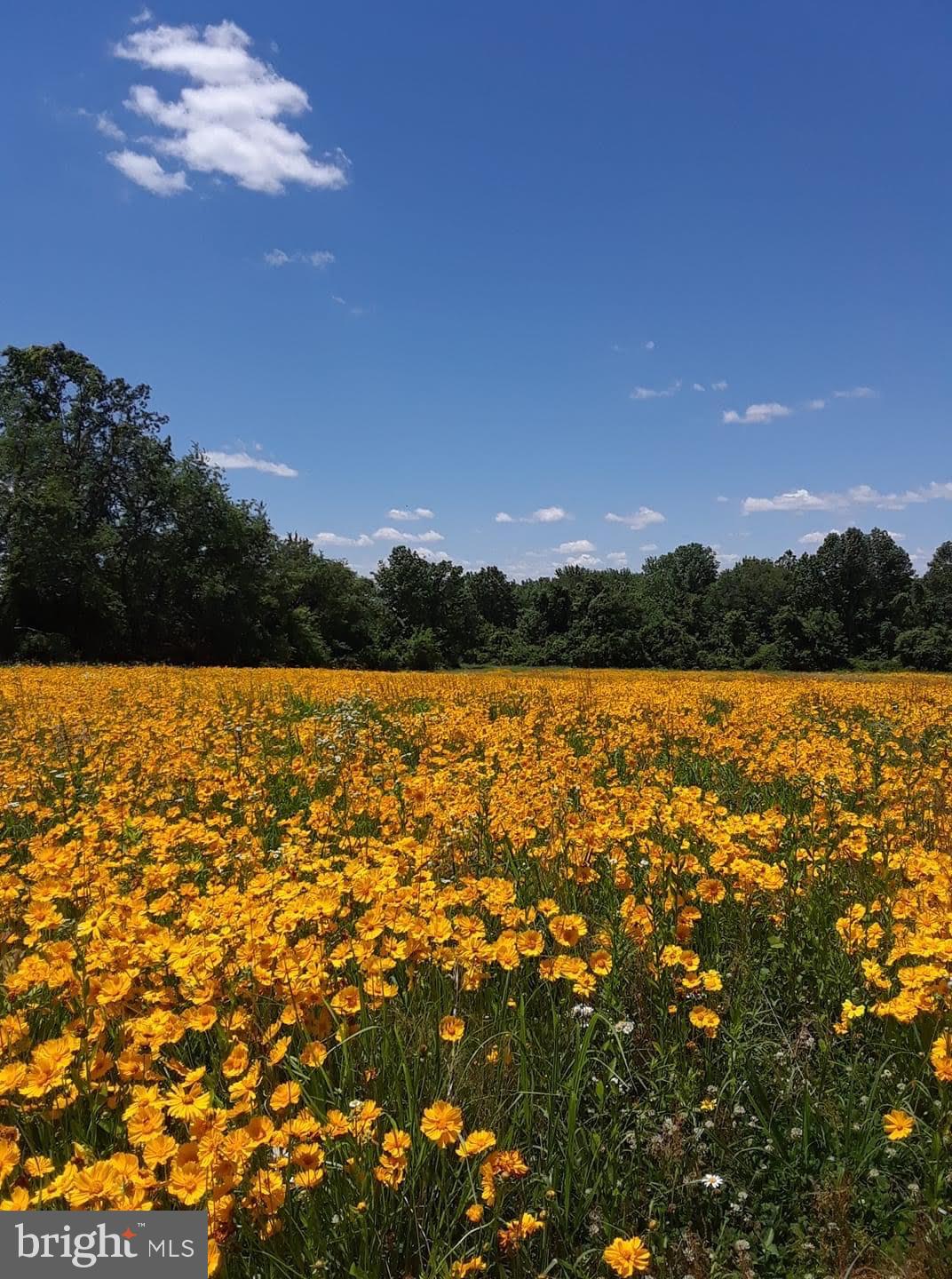 19 Harrisonville Lake Road Pilesgrove, NJ 08098 - Photo 43 of 44 a view of lake with city view