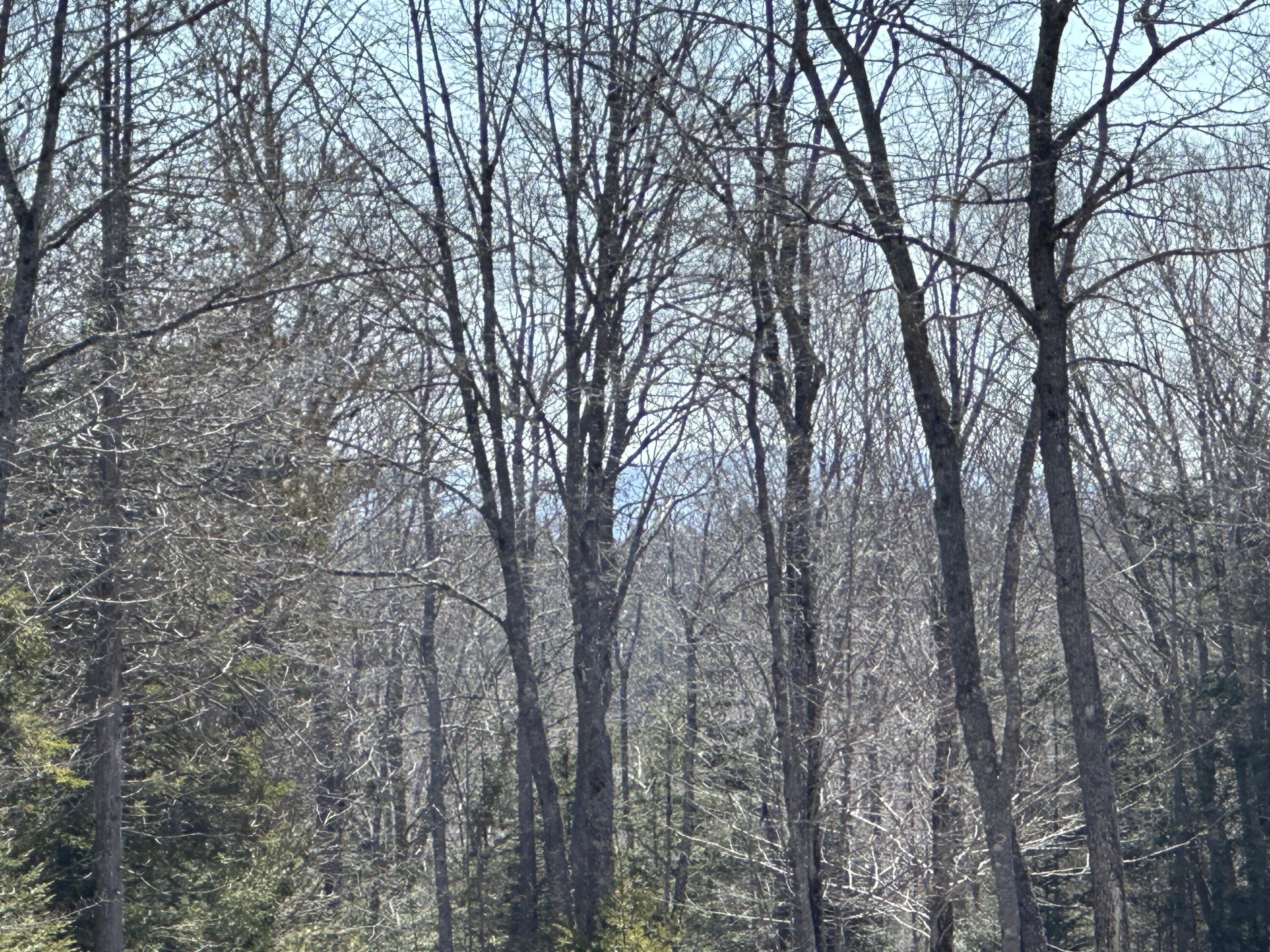 Lot #0 Morgan Bay Road Surry, ME 04684 - Photo 11 of 21 IMG_6261