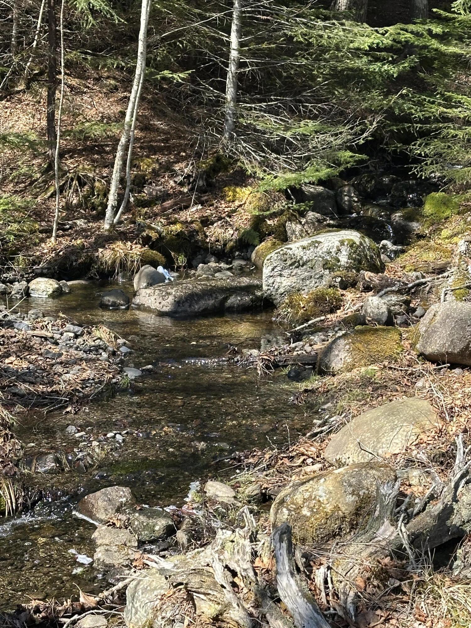 Lot #0 Morgan Bay Road Surry, ME 04684 - Photo 14 of 21 IMG_6264