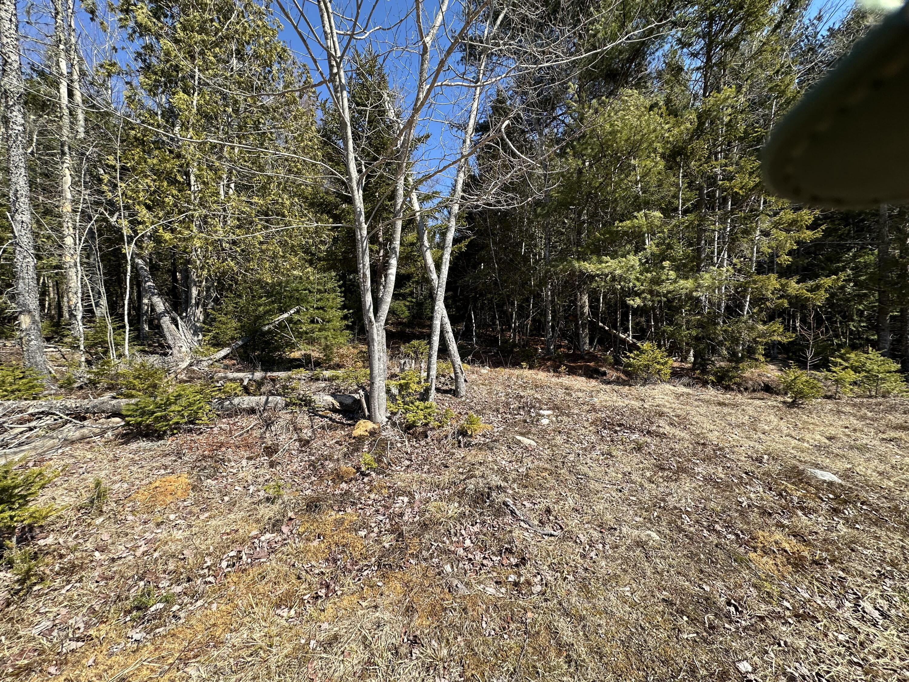Lot #0 Morgan Bay Road Surry, ME 04684 - Photo 20 of 21 IMG_6257