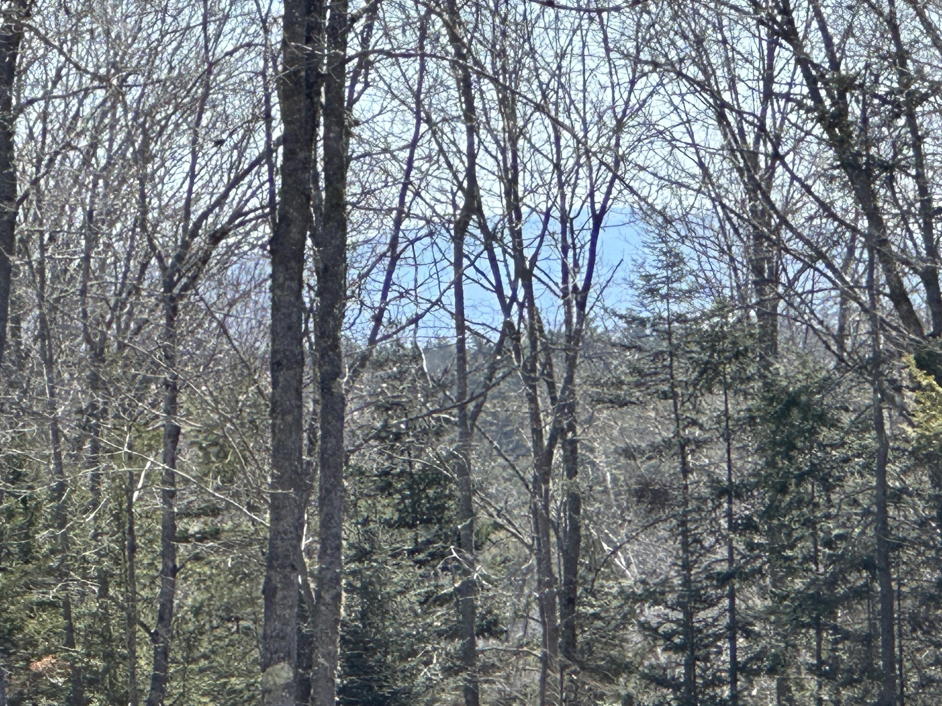 Lot #0 Morgan Bay Road Surry, ME 04684 - Photo 5 of 21 IMG_6269