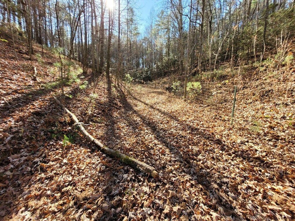 145 Crawford Stiles Road Farner, TN 37333 - Photo 32 of 45 a view of a yard with a tree
