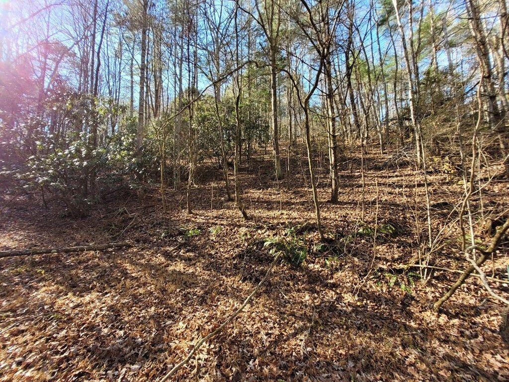 145 Crawford Stiles Road Farner, TN 37333 - Photo 34 of 45 a view of bushes and trees