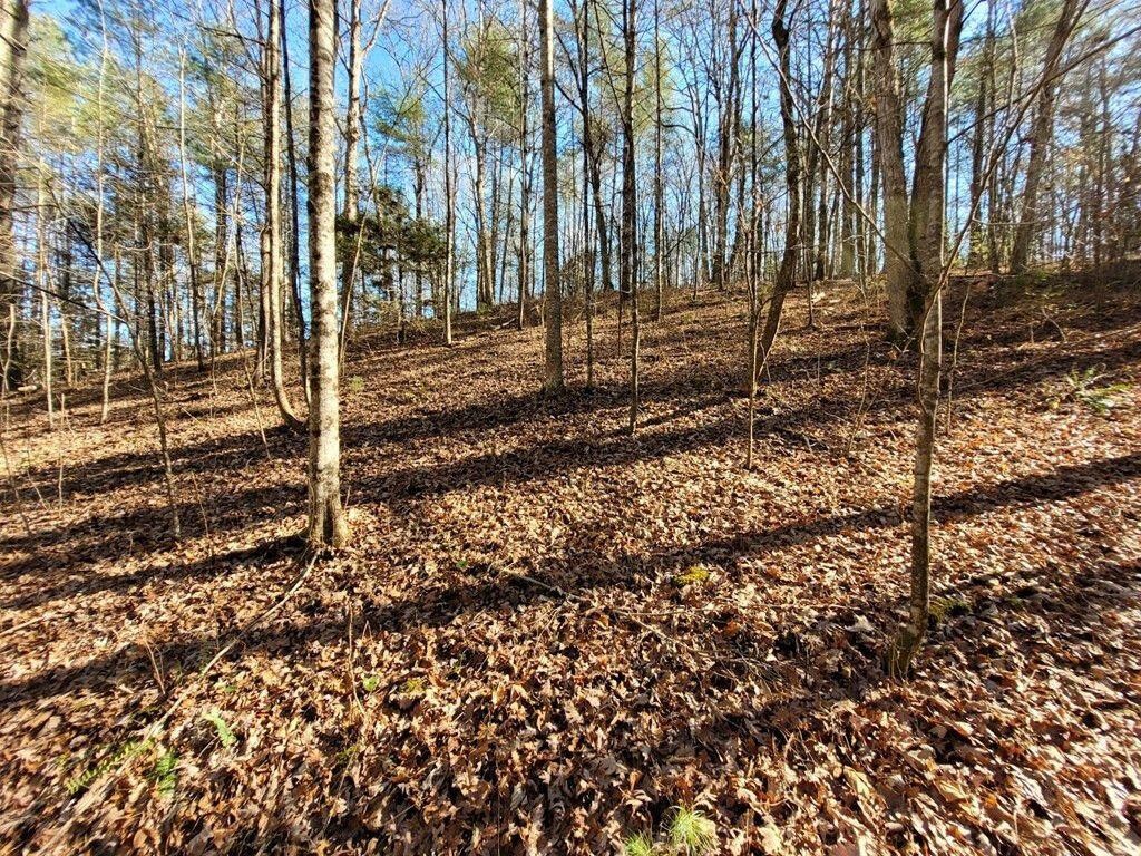 145 Crawford Stiles Road Farner, TN 37333 - Photo 40 of 45 a backyard of a house with lots of green space