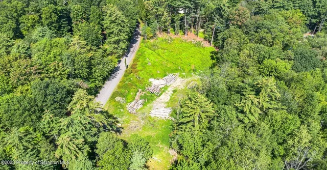 a close up of a plant