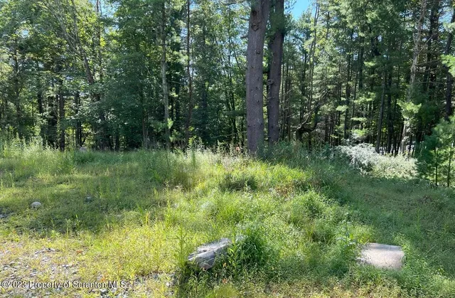 a view of a green field with plants and large trees