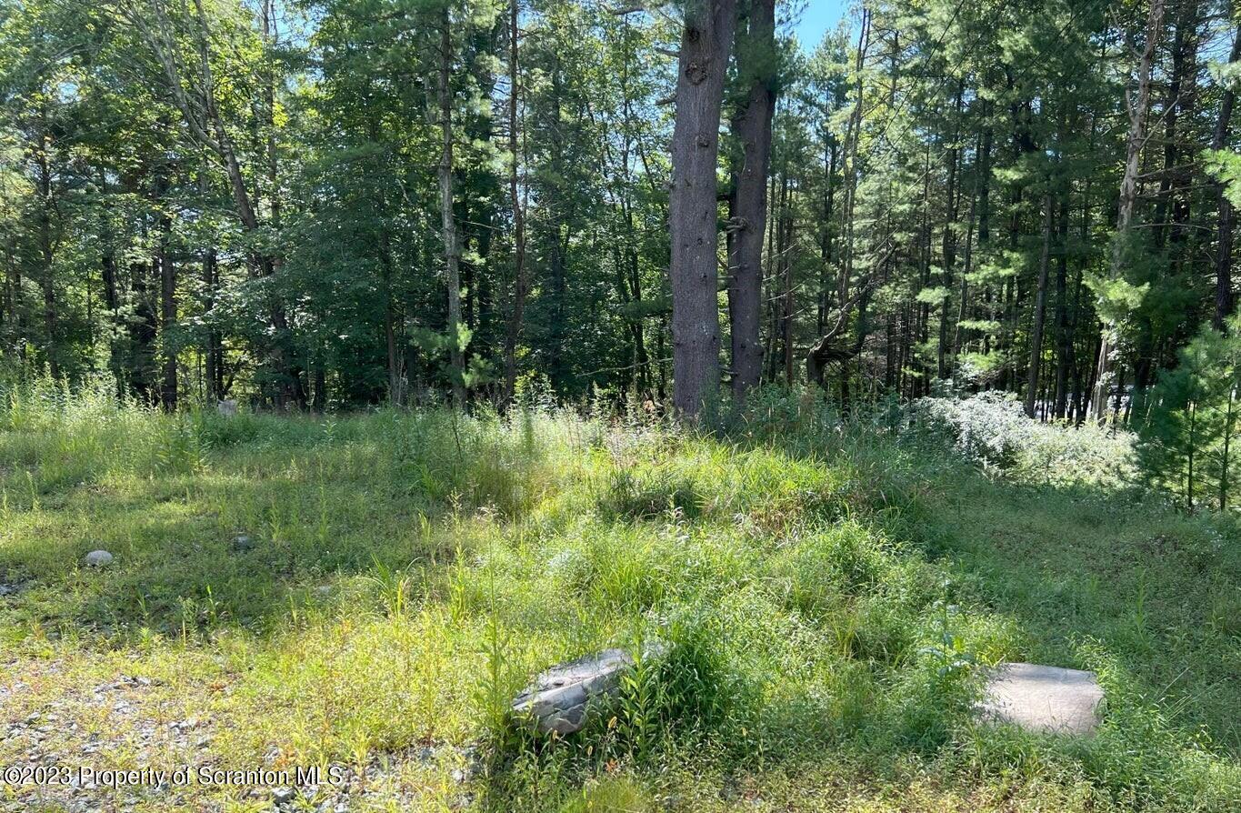 507 Rd Tafton Pa Tafton, PA 18464 - Photo 9 of 9 a view of a green field with plants and large trees