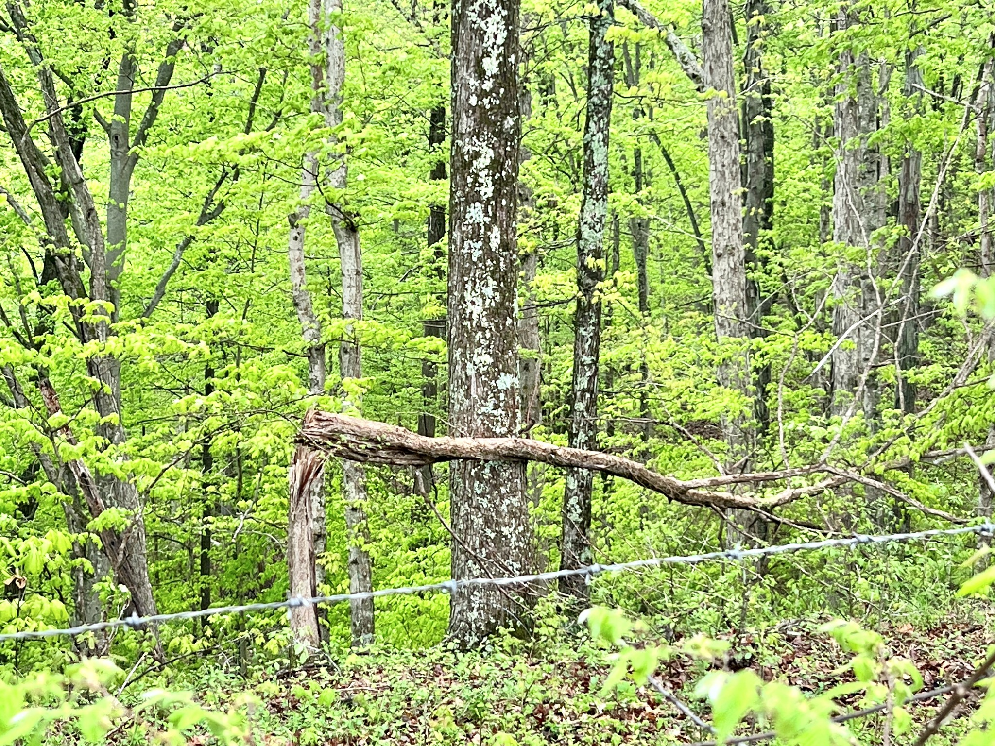 1743 Bumpus Mills Road Dover, TN 37058 - Photo 11 of 13 Gallery Image 11