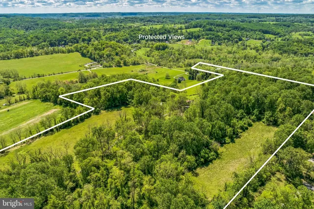 a view of a big yard with plants and large trees