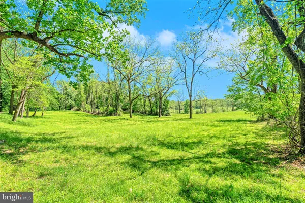 a view of a big yard with plants and large trees