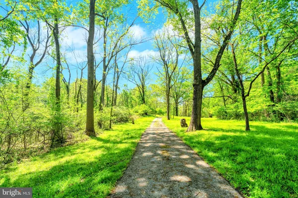 a view of a big yard with plants and large trees