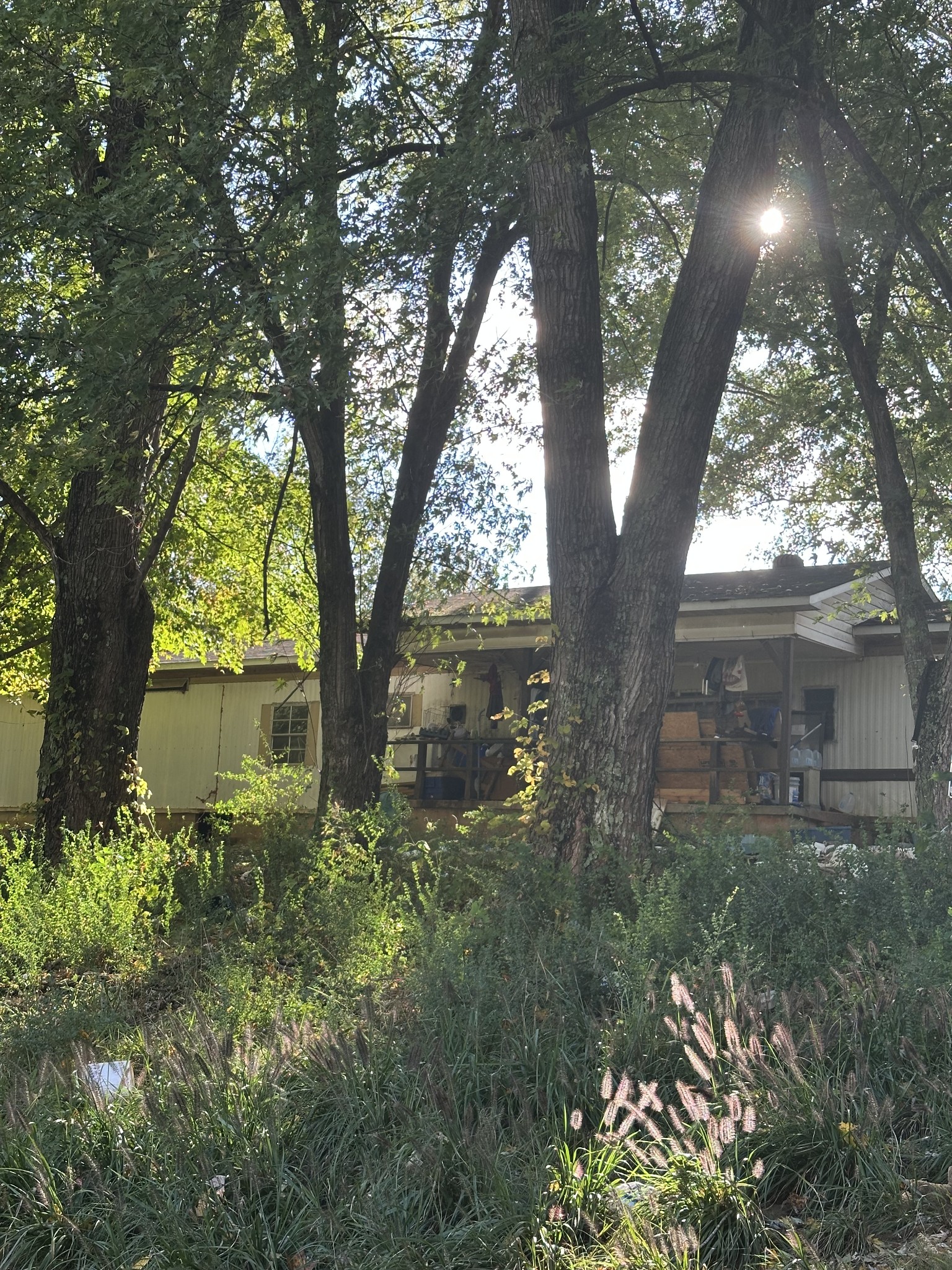 a view of backyard with plants and large trees