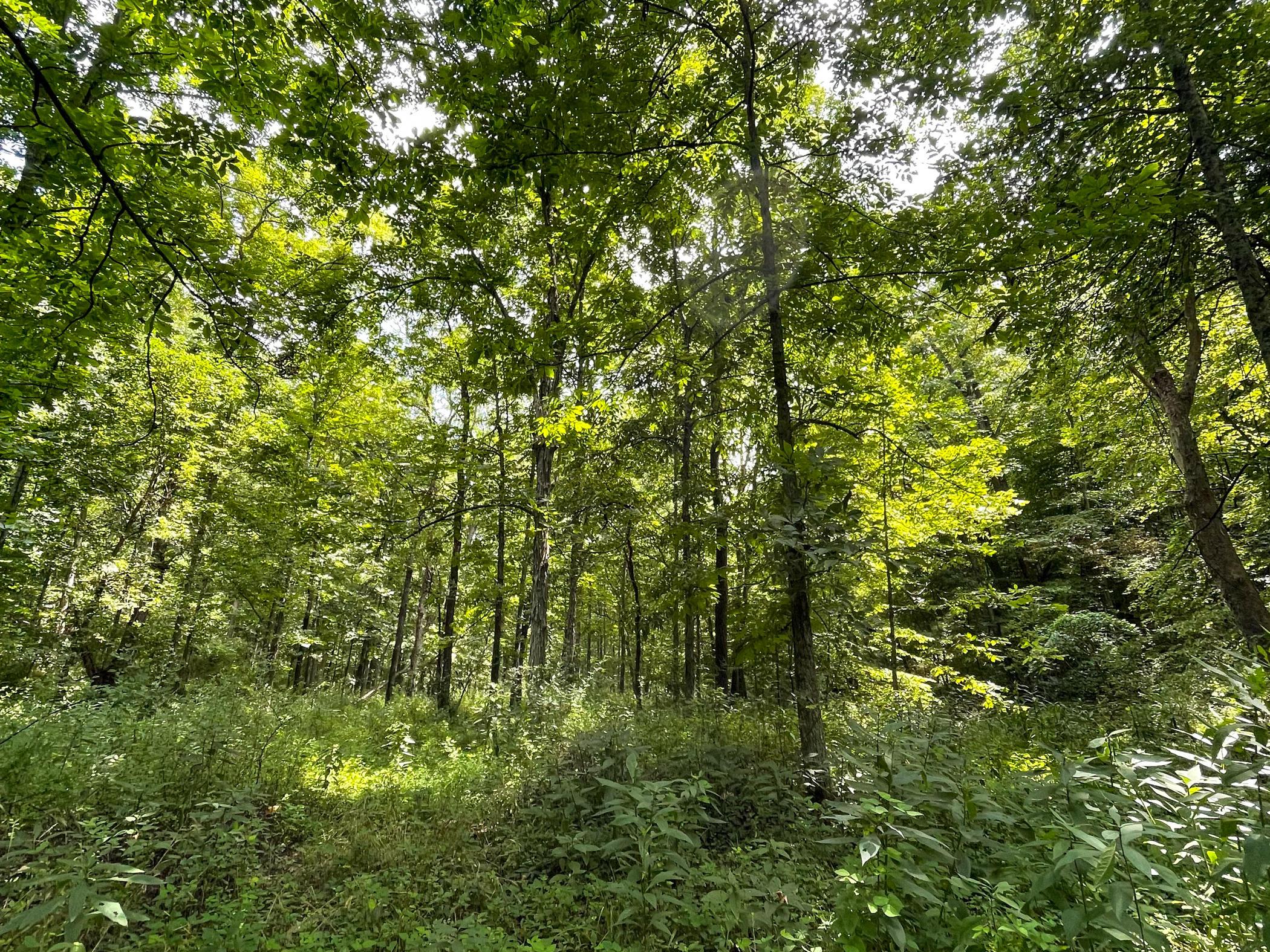 0 Brill Road Stewart, OH 45778 - Photo 38 of 49