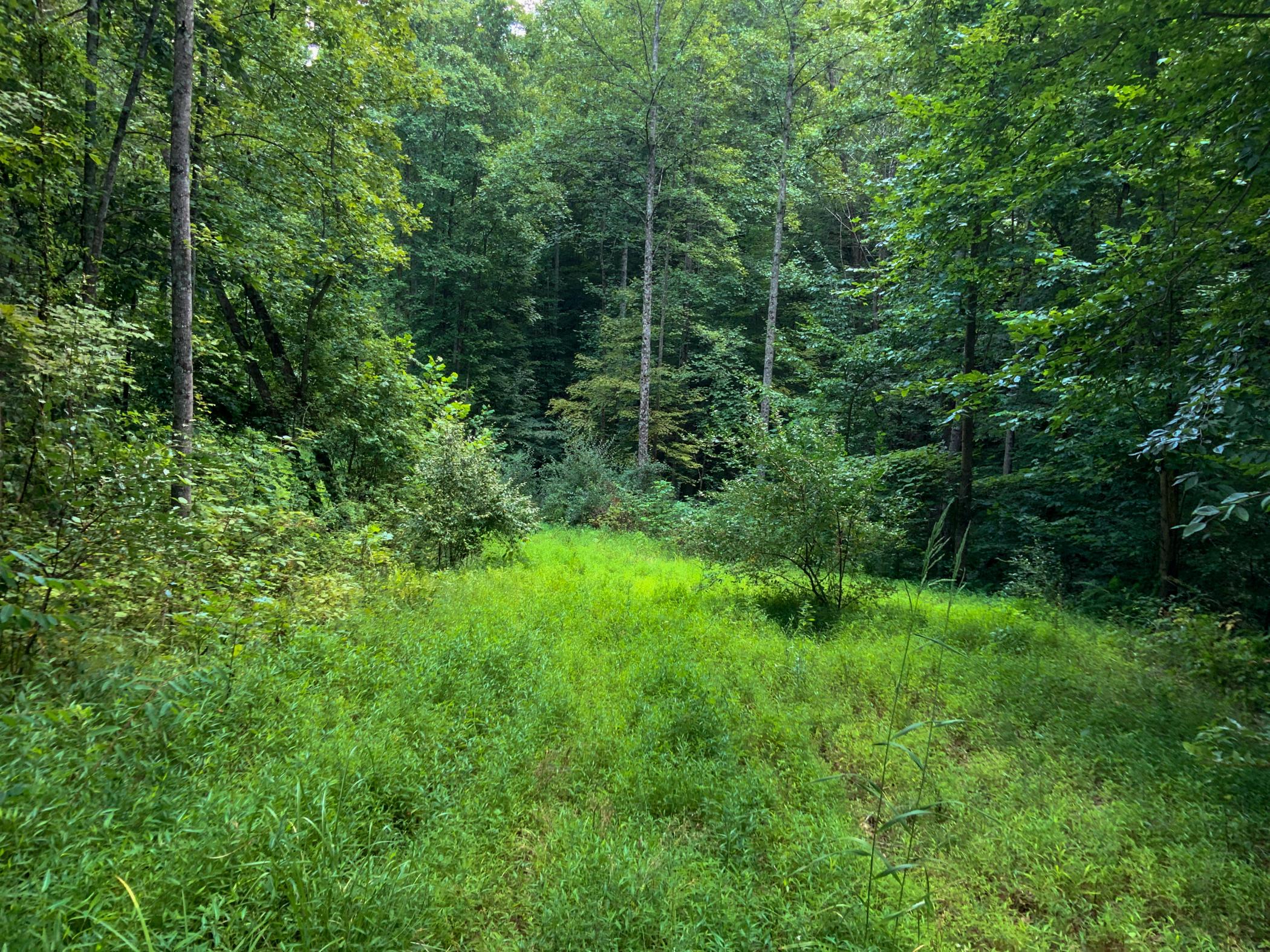 0 Brill Road Stewart, OH 45778 - Photo 4 of 49