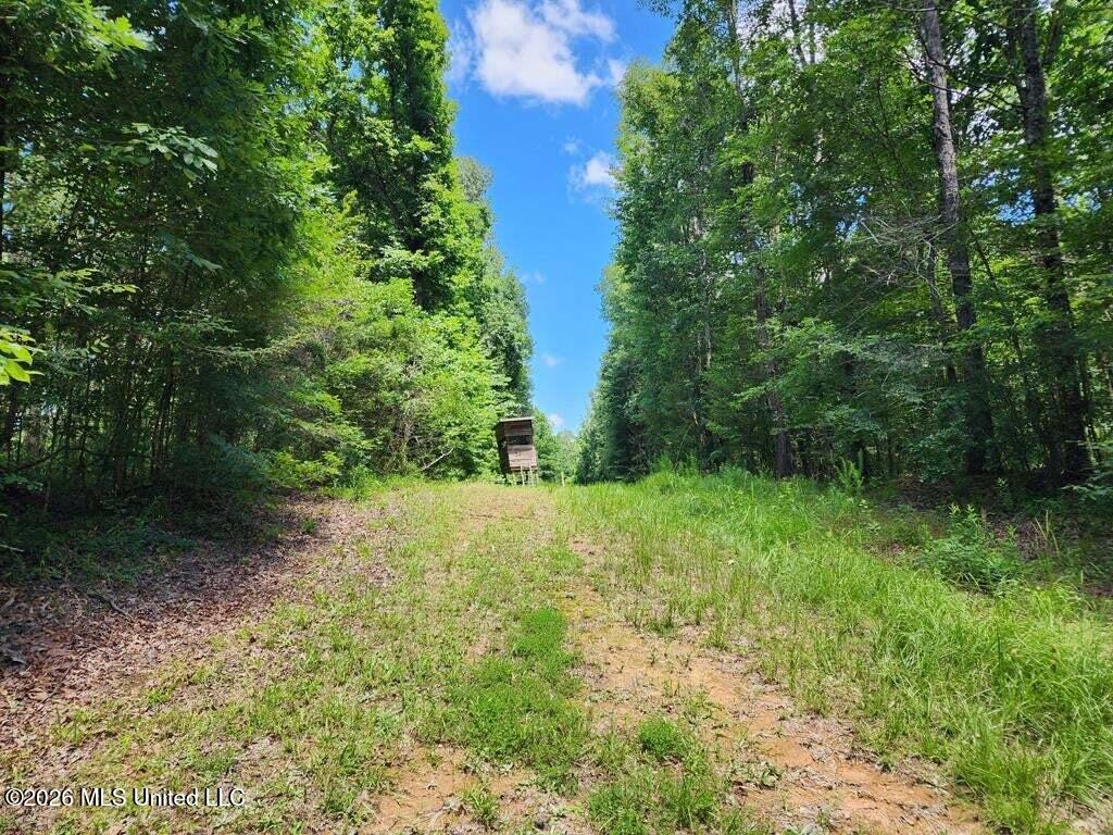5582 White Apple Road Roxie, MS 39661 - Photo 15 of 70 20250707201705556700000000-o
