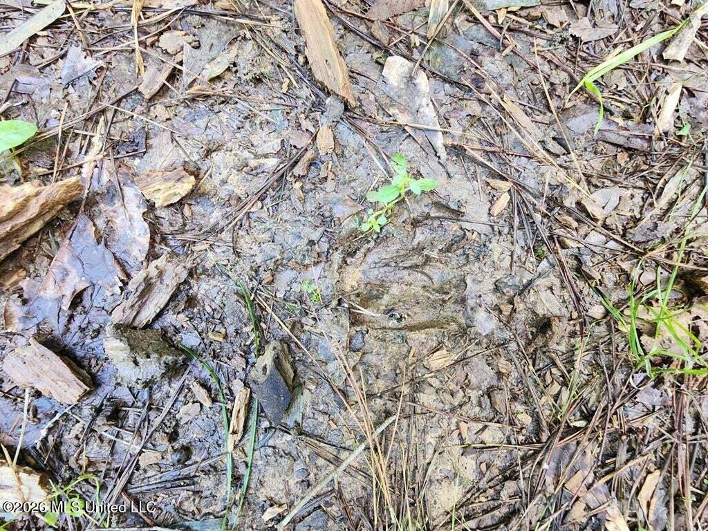 5582 White Apple Road Roxie, MS 39661 - Photo 19 of 70 20250707201708534422000000-o