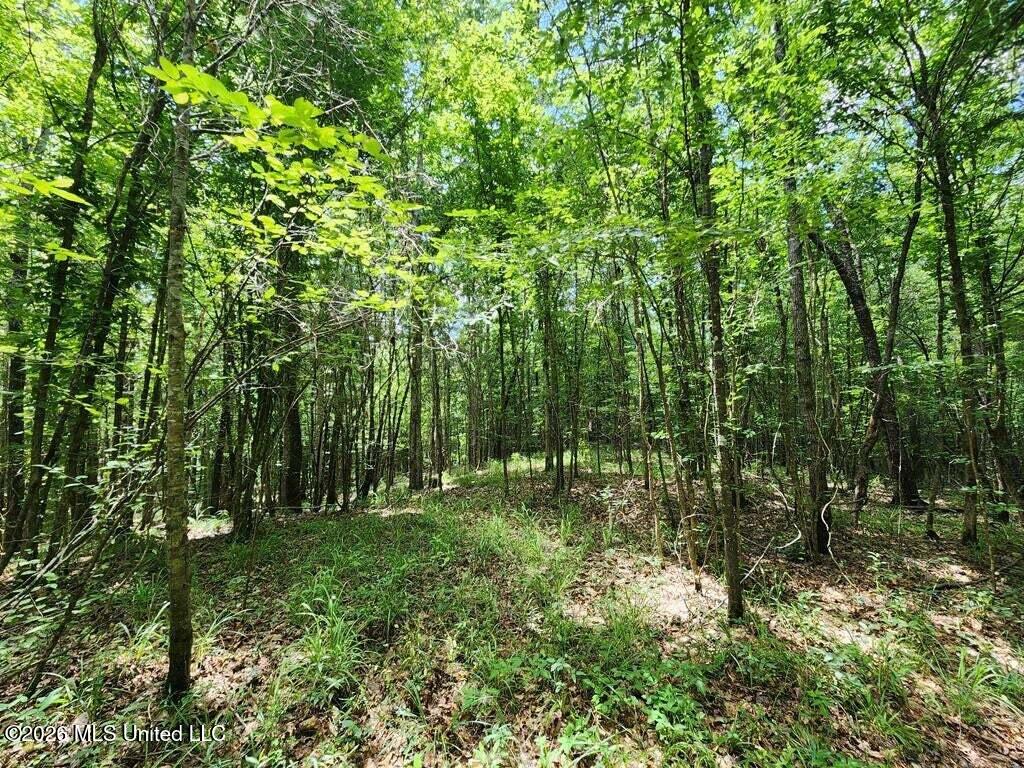 5582 White Apple Road Roxie, MS 39661 - Photo 20 of 70 20250707201708889880000000-o