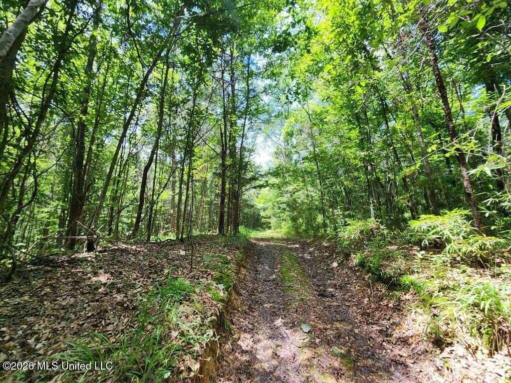 5582 White Apple Road Roxie, MS 39661 - Photo 21 of 70 20250707201708941873000000-o