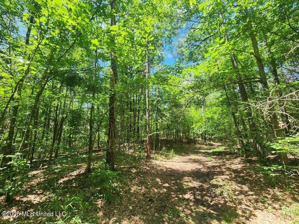 5582 White Apple Road Roxie, MS 39661 - Photo 22 of 70 20250707201709313611000000-o